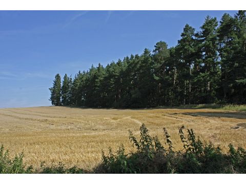 Foto 50
